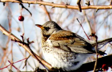 bozkırlarında kuşların