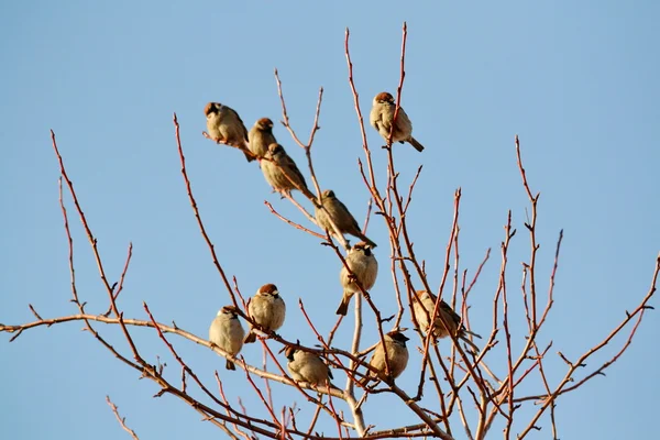 Vogels van de steppes — Stockfoto