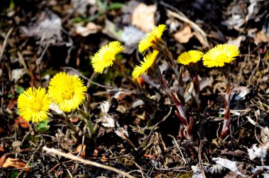 bozkırlarında flowerses