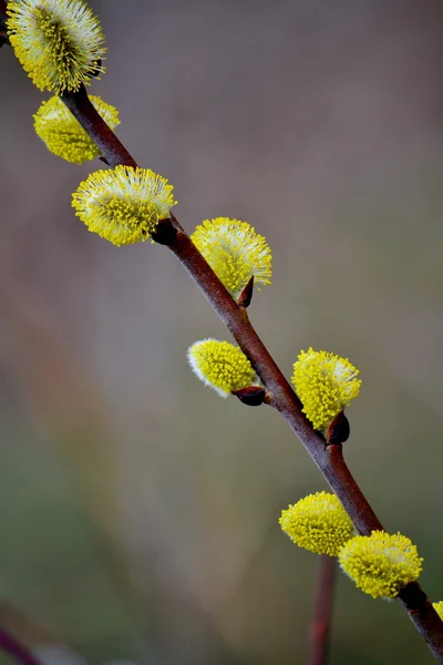 草原の flowerses — ストック写真