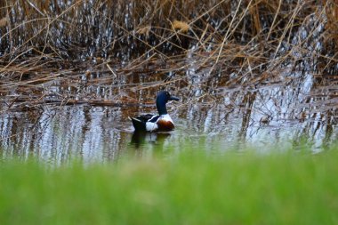 bozkırlarında kuşların