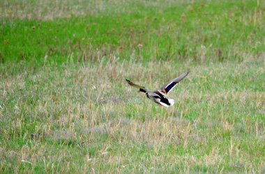 bozkırlarında kuşların
