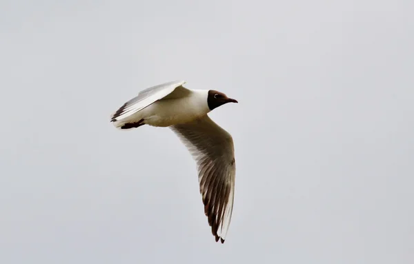 Vogels van de steppes — Stockfoto