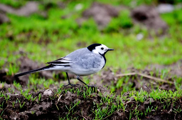 草原の鳥 — ストック写真