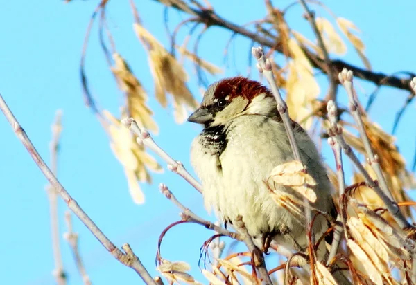 Vogels van de steppes — Stockfoto