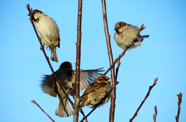 Aves das estepes — Fotografia de Stock