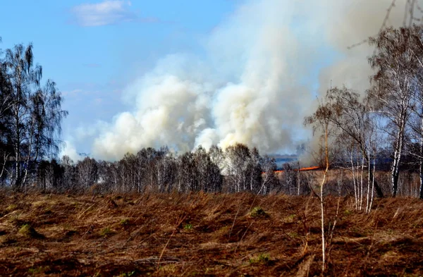 Incendies naturels — Photo