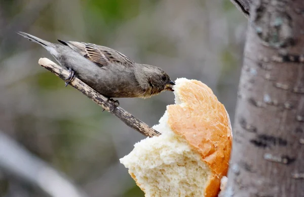 Aves de las estepas — Foto de Stock