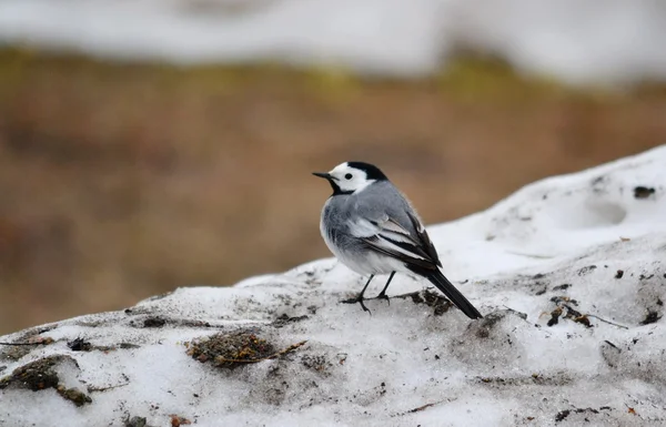 Fåglar av stäpperna — Stockfoto