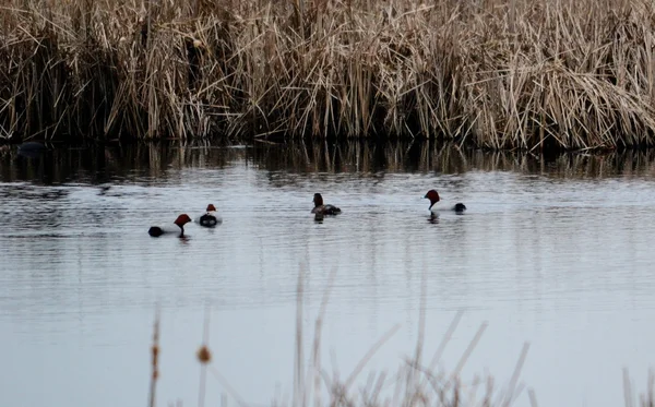 Birds of the steppes — Stock Photo, Image