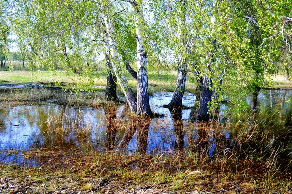 Natura Altaya — Foto Stock