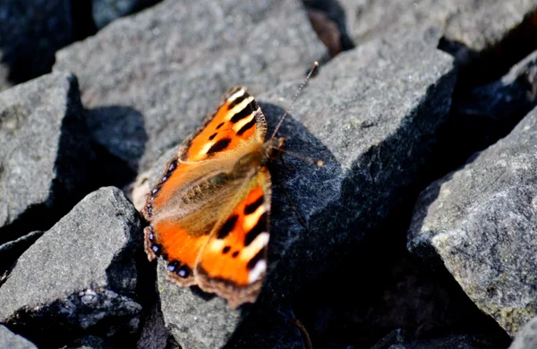 Insecte des steppes — Photo