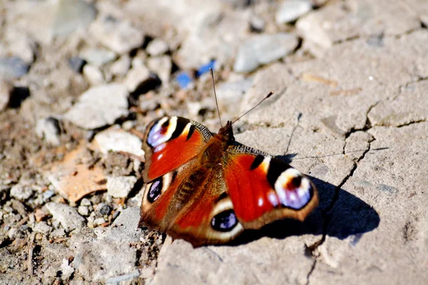 Insecte des steppes — Photo