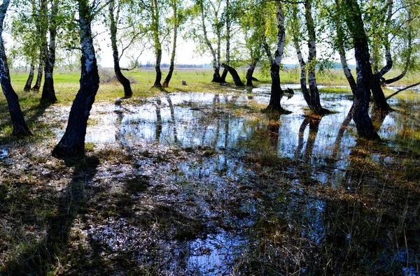 Natura altaya — Zdjęcie stockowe