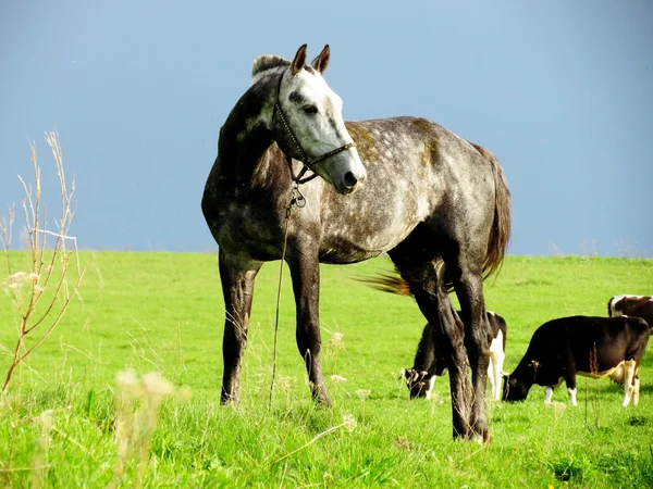 Haustiere — Stockfoto