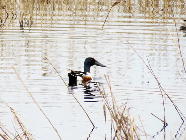 Birds of the steppes — Stock Photo, Image