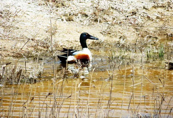 Steppenvögel — Stockfoto