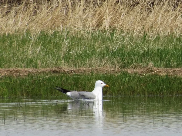 Birds of the steppes — Stock Photo, Image