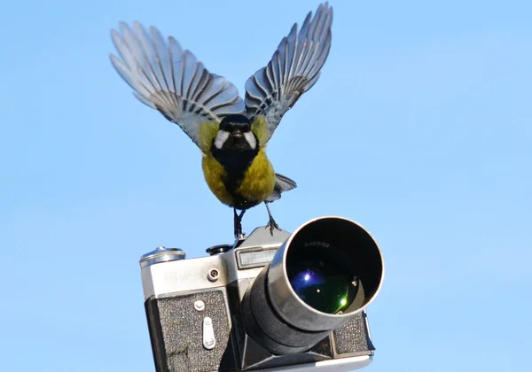 Fåglar av stäpperna — Stockfoto