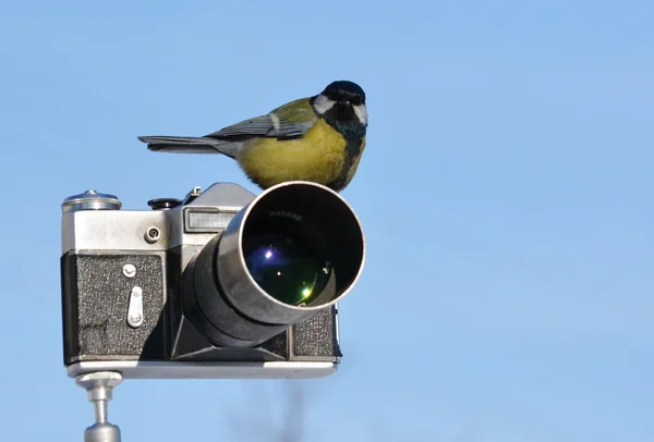 Aves das estepes — Fotografia de Stock