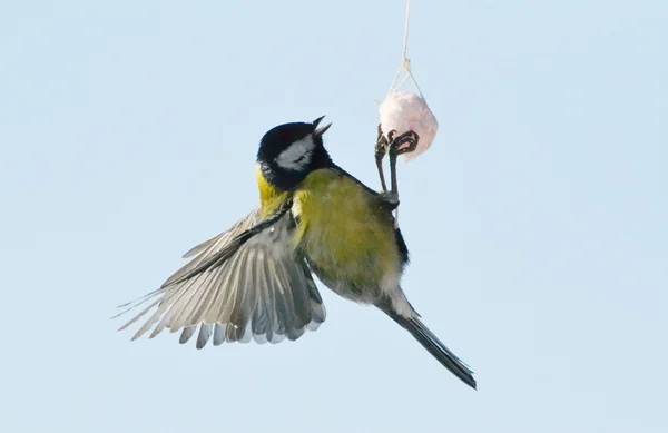 Steppenvögel — Stockfoto