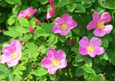 bozkırlarında flowerses