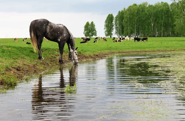 Domácí zvířata — Stock fotografie