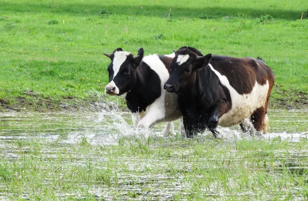 Hjemmedyr – stockfoto