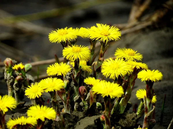 Blüten der Steppe — Stockfoto