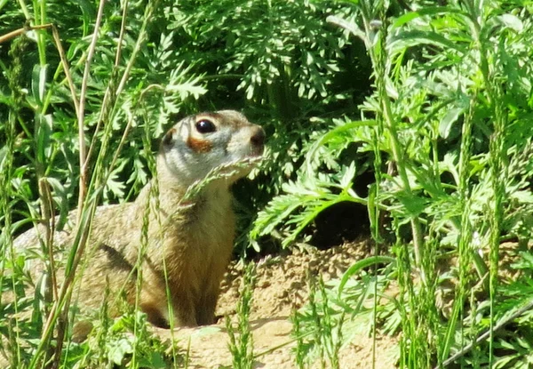 Animales salvajes —  Fotos de Stock