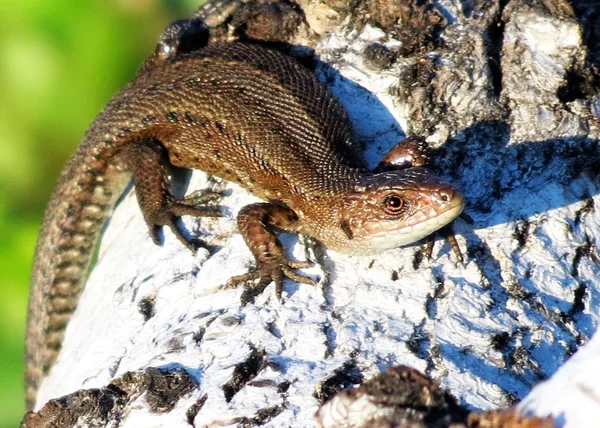 Wild animals — Stock Photo, Image