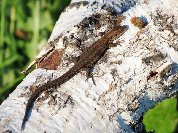 Дикие животные
