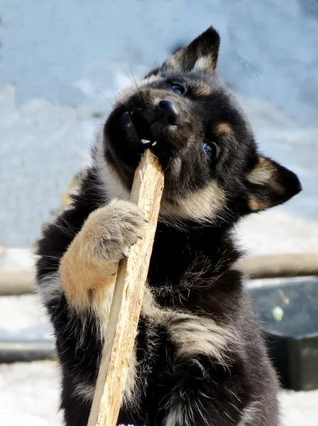 Animales domésticos —  Fotos de Stock