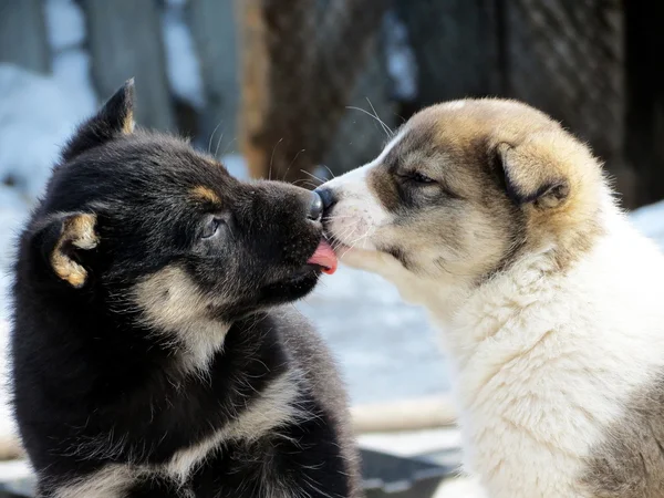 Animales domésticos —  Fotos de Stock