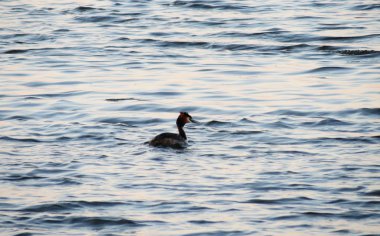 bozkırlarında kuşların
