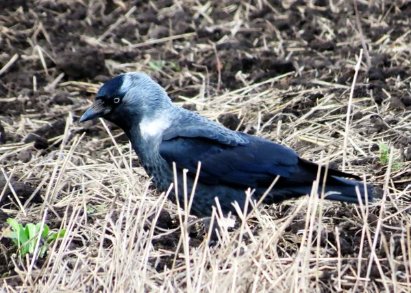 Uccelli delle steppe — Foto Stock