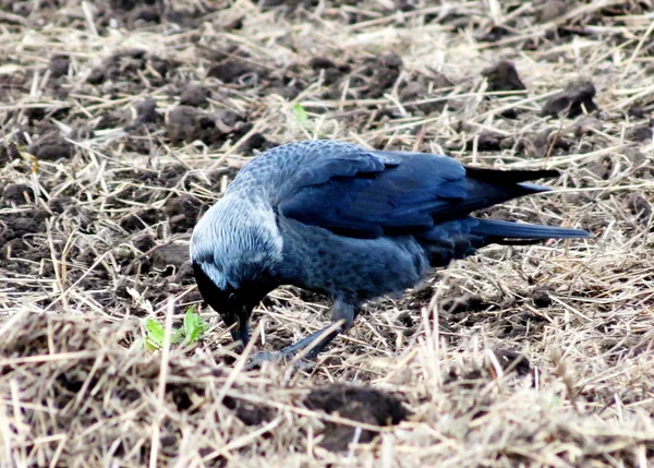 Aves de las estepas — Foto de Stock