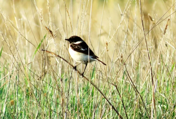 Aves das estepes — Fotografia de Stock