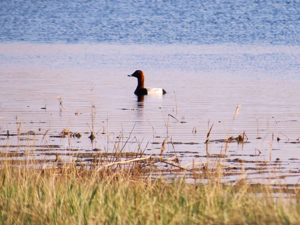 Aves das estepes — Fotografia de Stock