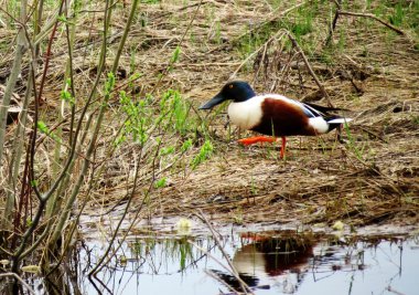 bozkırlarında kuşların