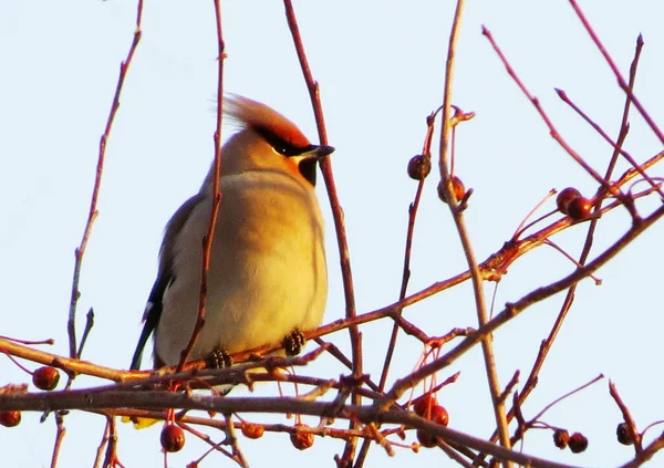 Vogels van de steppes — Stockfoto