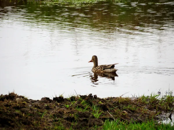 Steppenvögel — Stockfoto