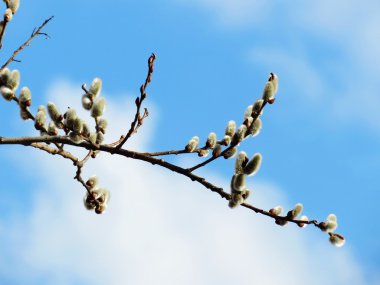 bozkırlarında flowerses