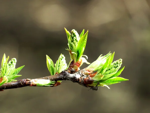 Floraison des steppes — Photo