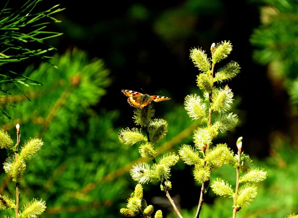 Flowerses of the steppes — Stock Photo, Image