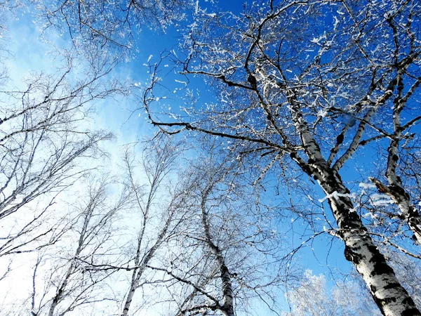 Doğa altaya — Stok fotoğraf