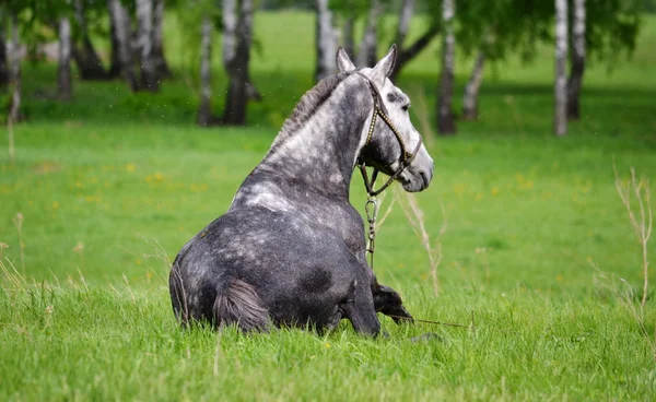 Hem-djur — Stockfoto