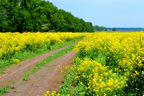 Natura Altaya — Foto Stock