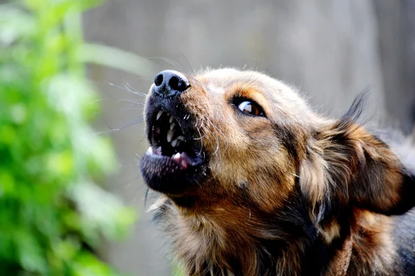 Animales domésticos — Foto de Stock