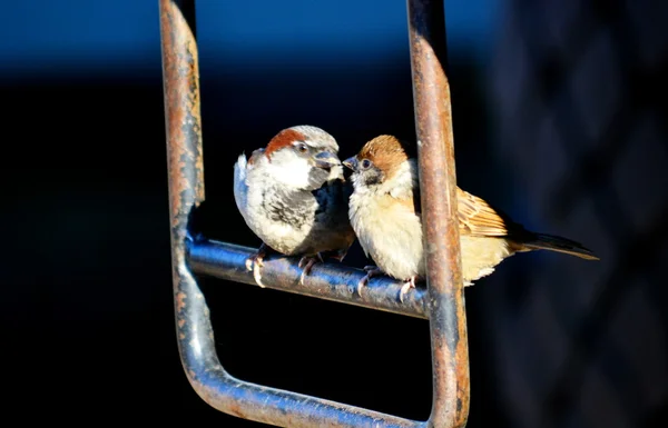 Birds of the steppes — Stock Photo, Image